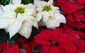 Special Order - Goya Poinsettias 2024