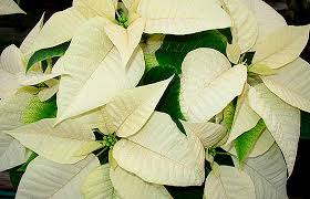 Small White Poinsettia Plant